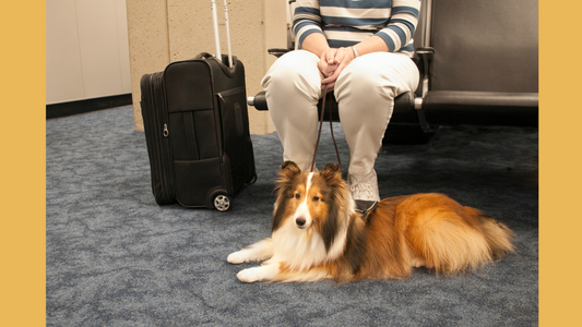 "Pet Travel Tips"